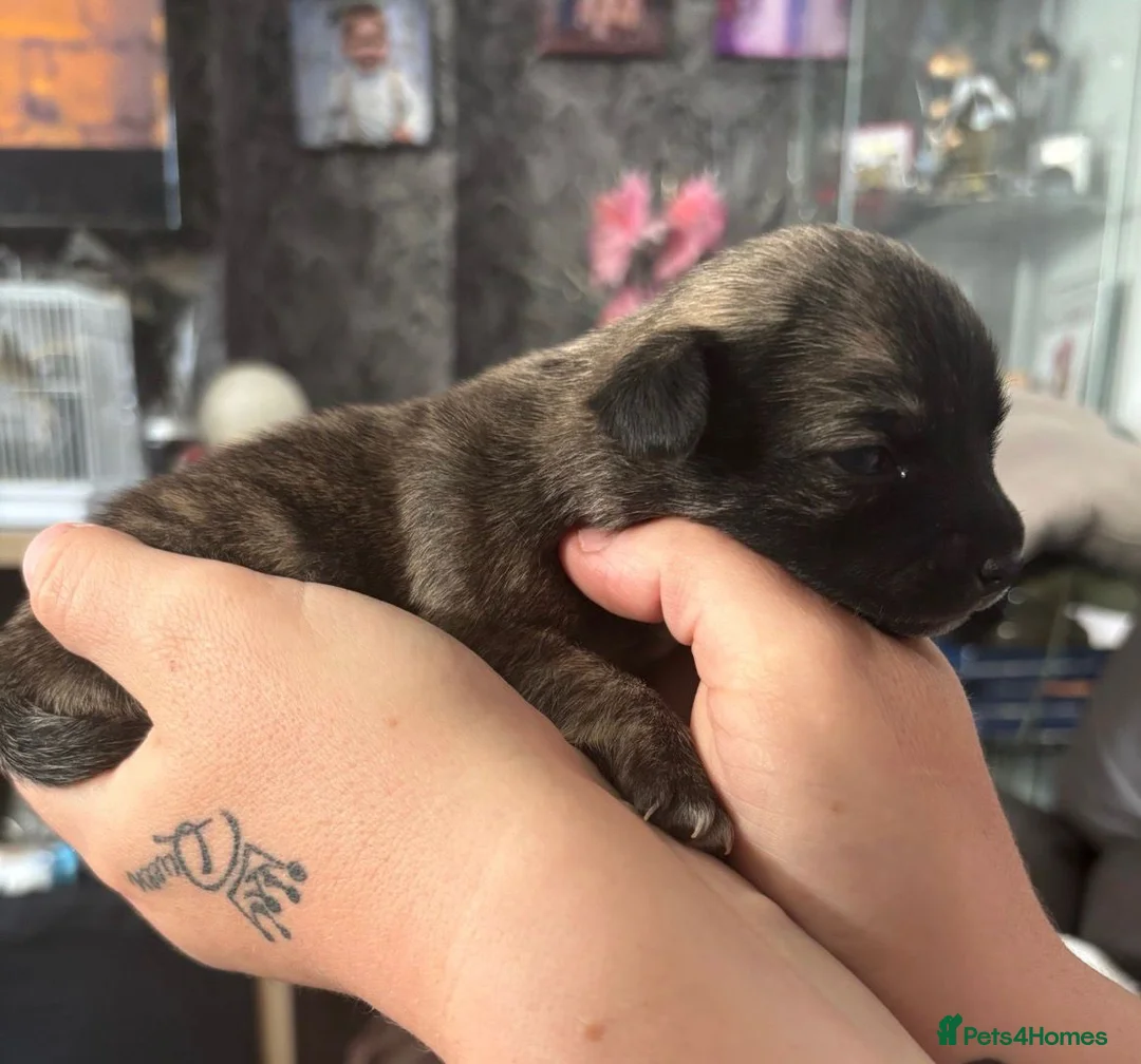 Jack Chi dogs for sale: 4 stunning beautiful chihuahuas x Jack Russel  - Advert 2