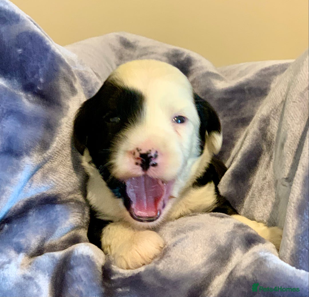 Tibetan Terrier dogs for sale: Lovely Litter of KC Reg Tibetan Terrier puppies  - Advert 17