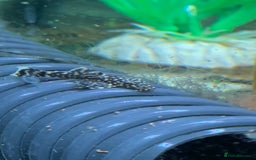 Plecos fish for sale: Bristle nose pleco juvenile  - Image 3