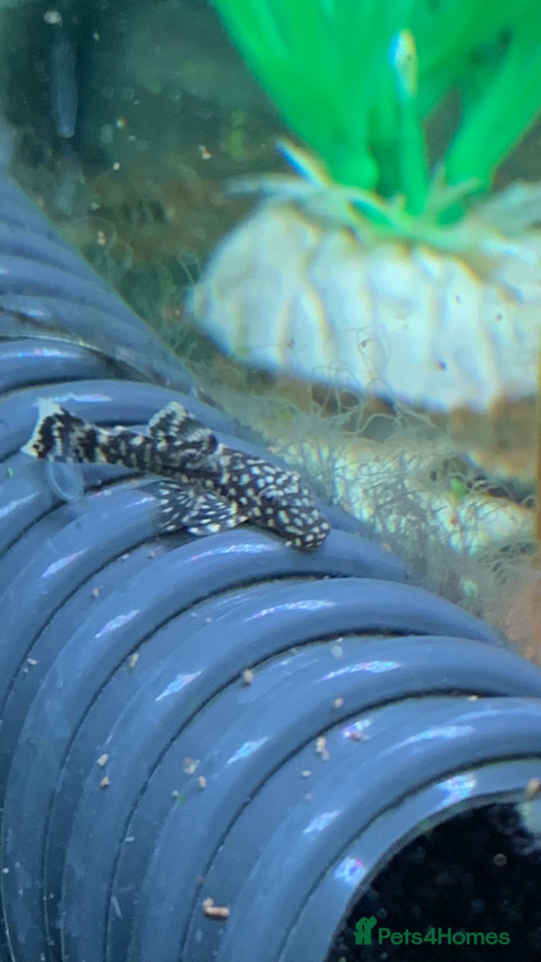 Plecos fish for sale: Bristle nose pleco juvenile  - Image 3
