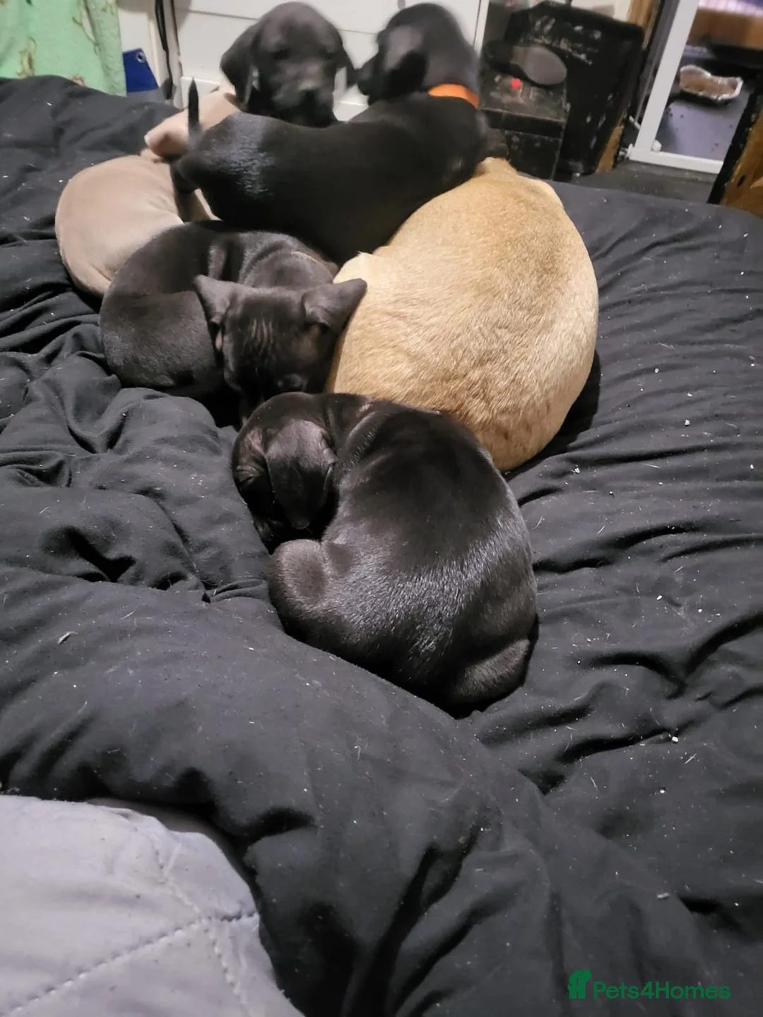 Mixed Breed dogs for sale: Accidental litter in Caernarfon - Advert 2