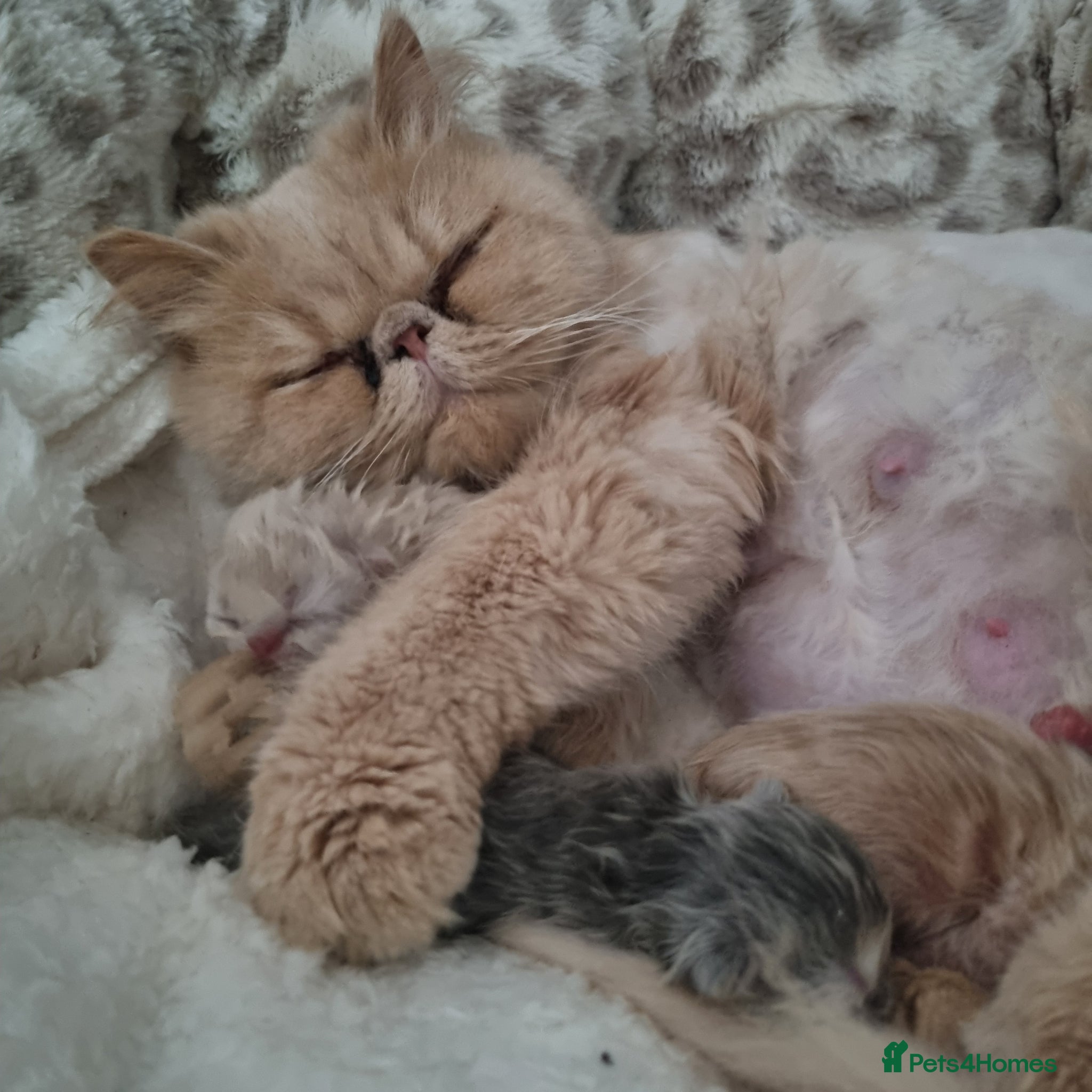 Persian cats Beautiful cream persian babies  - Advert 1