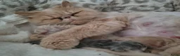 Persian cats for sale: Beautiful cream persian babies  - Advert 1