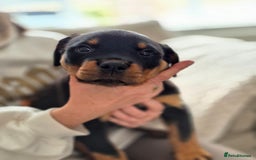 Rottweiler dogs for sale: Rottweiler Puppies – 3 Beautiful Girls Ready now! - Image 6
