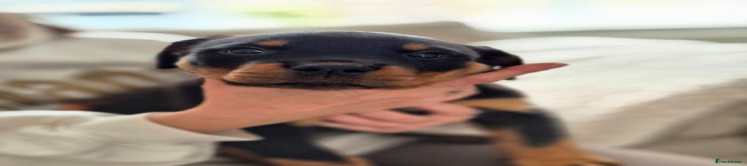 Rottweiler Puppy 1