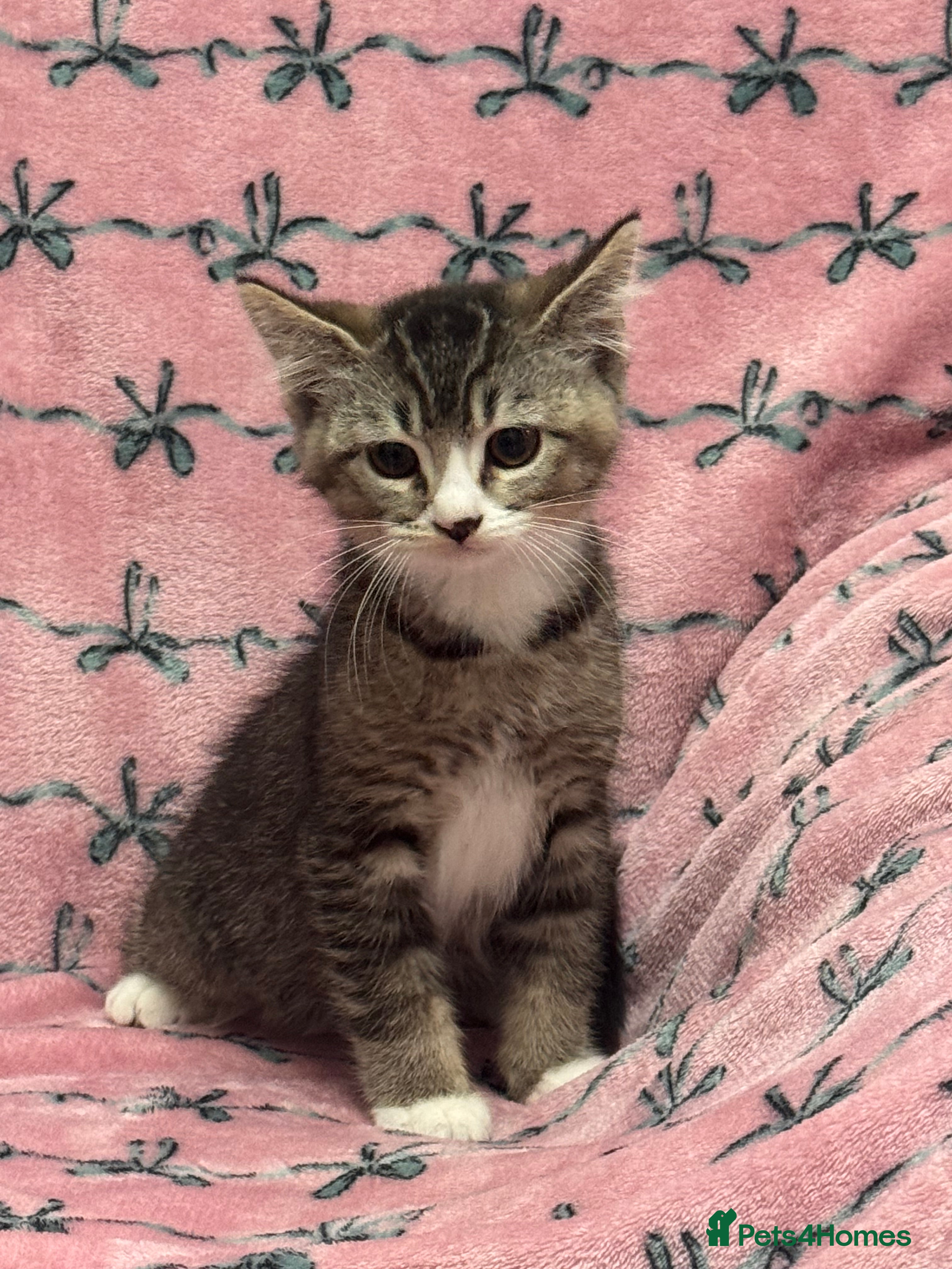 British Shorthair cats PURE BSH Girl kitten and BSH mix adorable boys - Advert 5