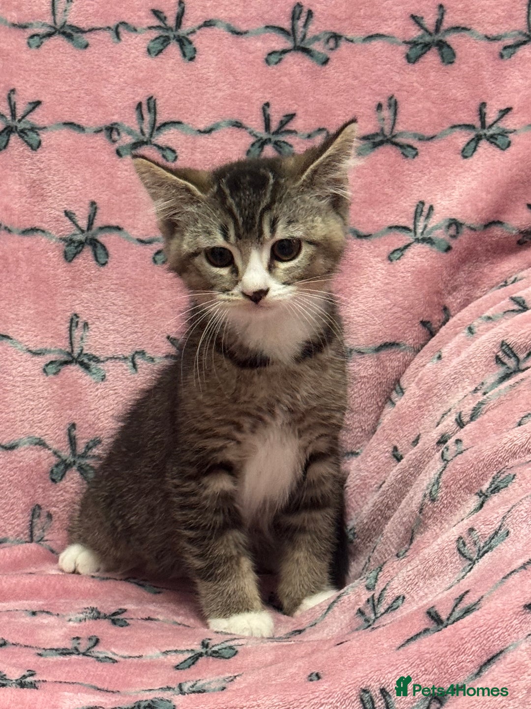 British Shorthair cats for sale: PURE BSH Girl kitten and BSH mix adorable boys - Advert 1