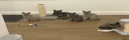 British Shorthair cats for sale: Pedigree British shorthair kittens  - Advert 10