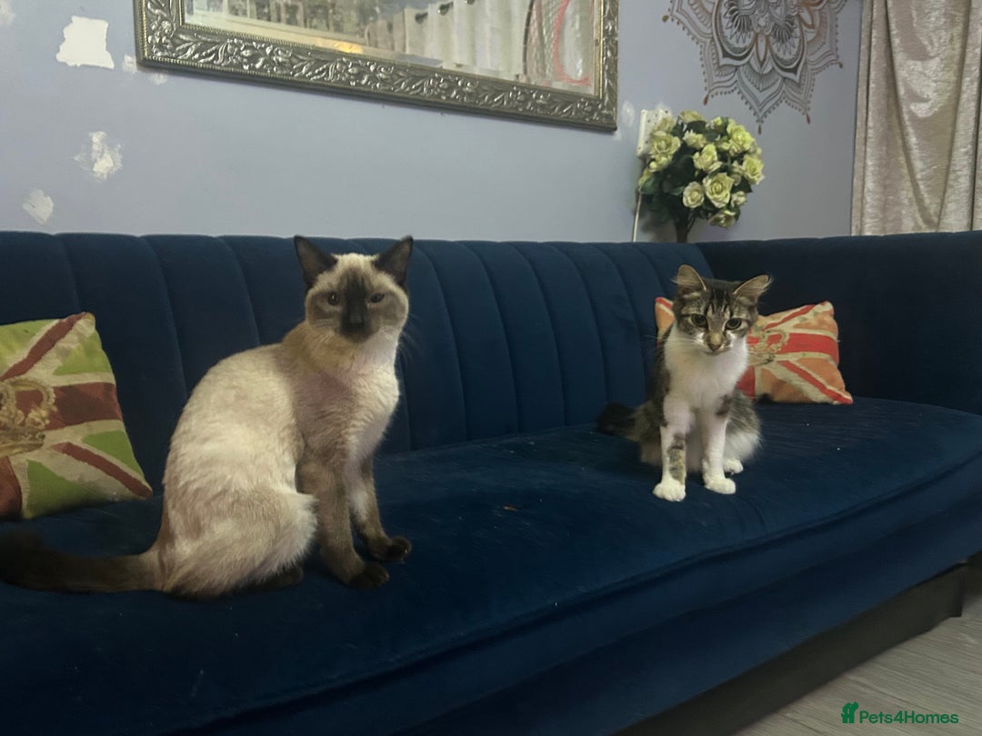 Ragdoll cats for sale: Cats for rehoming  - Advert 2