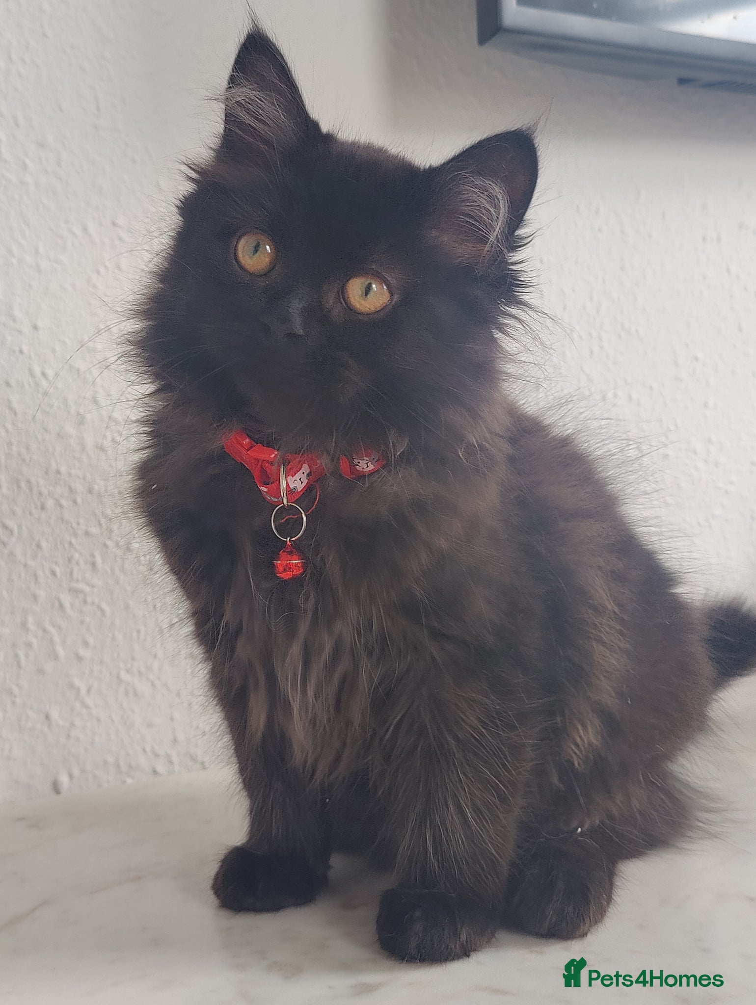 Mixed Breed cats Persian kittens for sale  - Advert 15