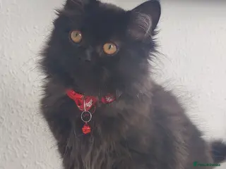 Mixed Breed cats Persian kittens for sale - Advert 15