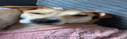 Mixed Breed dogs for sale: 2 year old whippet cross  in Christchurch - Advert 4