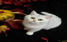 British Shorthair cats for sale: Tica British short hair kittens  - Image 8