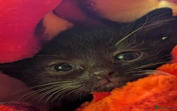 Mixed Breed cats for sale: Kitten Beau  - Image 3