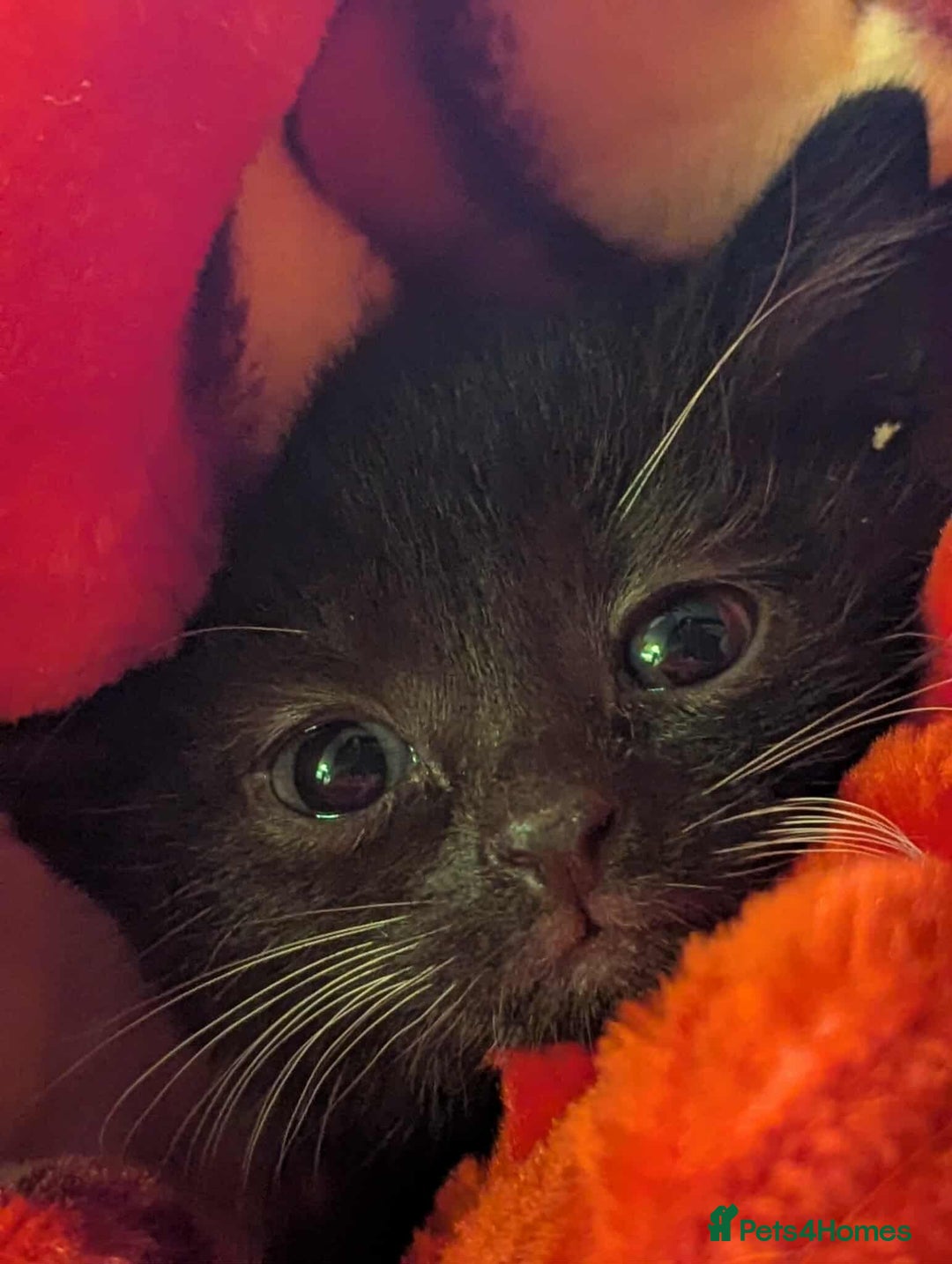 Mixed Breed cats for sale: Kitten Beau  - Image 3