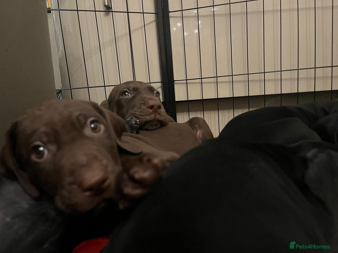 Mixed Breed dogs for sale: Well reared Quality puppies - Advert 14