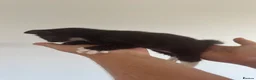 Mixed Breed cats for sale: Kittens - Advert 12