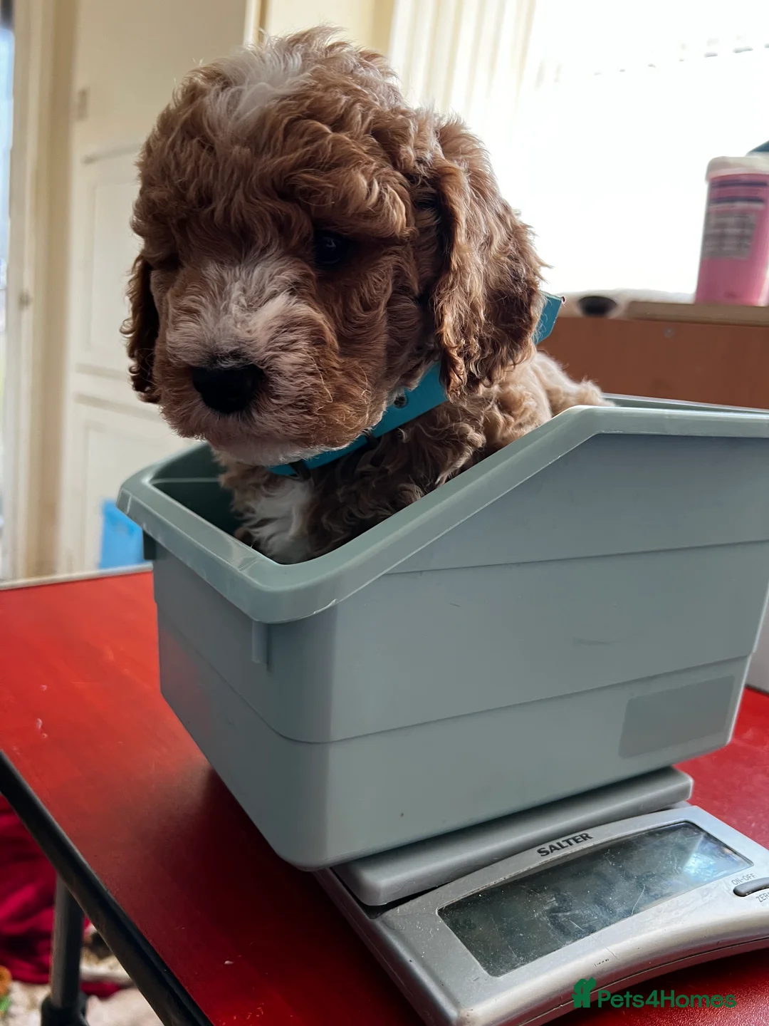 Cockapoo dogs for stud: T2 Cockerpoo for Stud - Advert 12