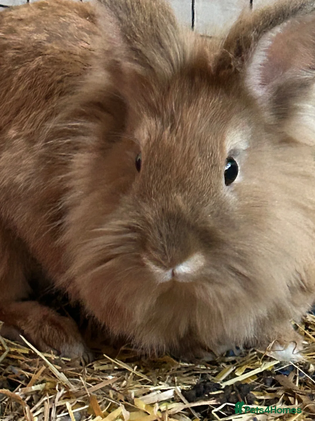 Lionhead rabbits for sale: Beautiful rabbits needing immediate home in Belfast - Advert 3