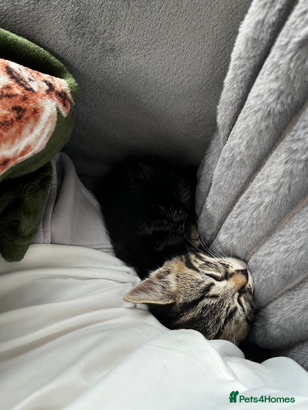 Domestic Shorthair cats for sale: Tabby and Black & white Kitten Ready to go!  - Image 5