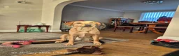 Labrador Retriever dogs for sale: Labrador puppies in Sunderland - Advert 1