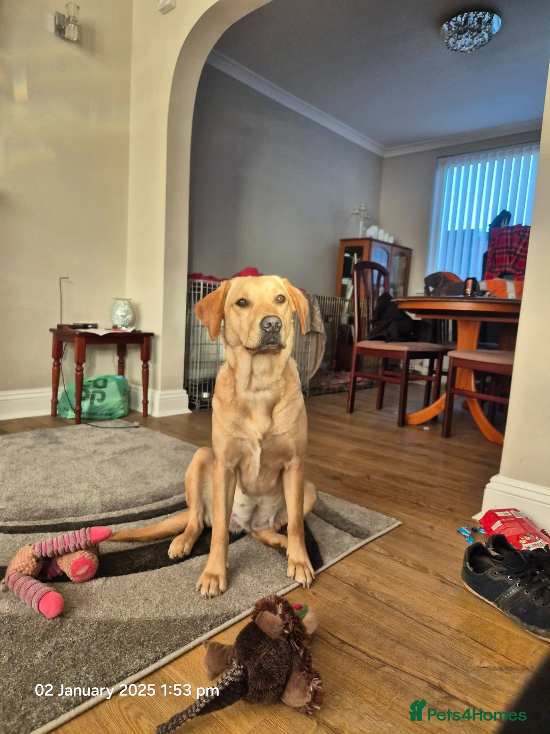 Labrador Retriever dogs for sale: Labrador puppies in Sunderland - Advert 1