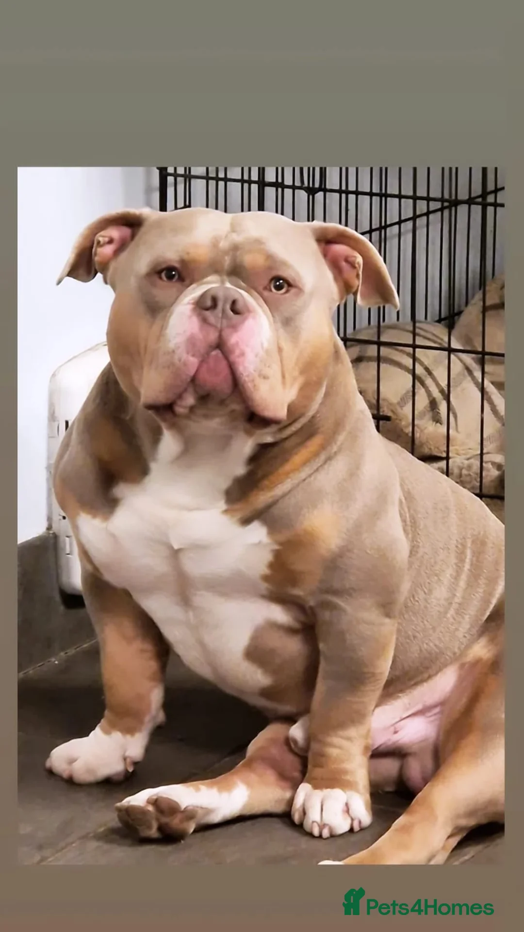 American Bully dogs for stud: American Pocket Bully PROVEN ! in Dartford - Advert 19