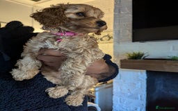 Mixed Breed dogs for sale: Cavapoo/ cockapoo puppy ready now  - Image 4