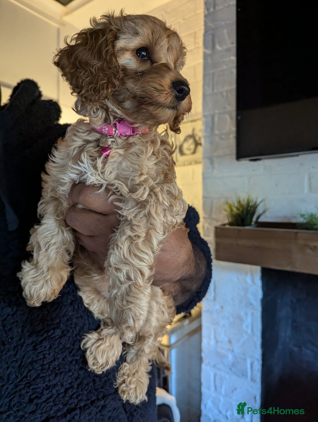 Mixed Breed dogs for sale: Cavapoo/ cockapoo puppy ready now  - Image 4