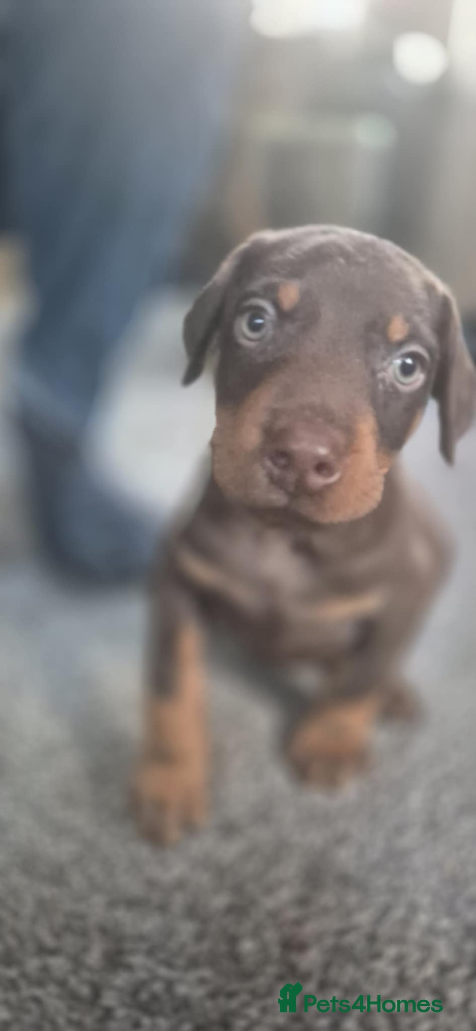 Dobermann dogs 🐾 Doberman Puppies for Sale – Ready 7th January  - Advert 1
