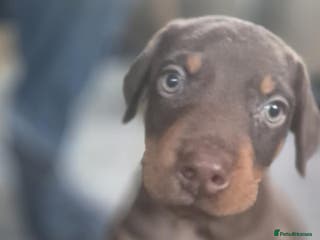 Dobermann dogs 🐾 Doberman Puppies for Sale – Ready 7th January - Advert 1