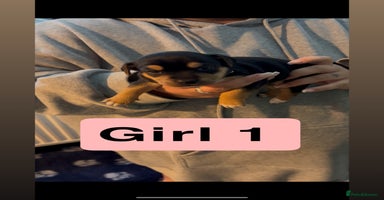 Jack Russell dogs - Advert 13