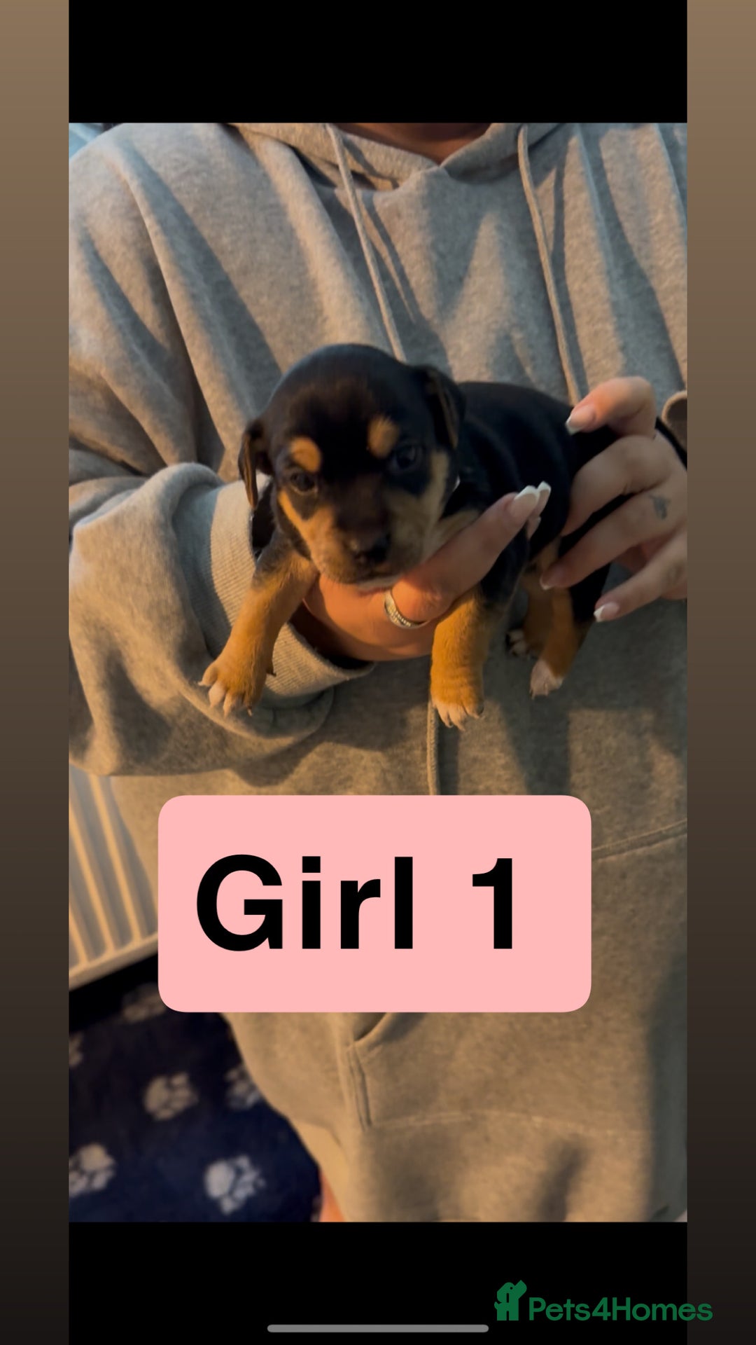 Jack Russell dogs for sale: Jack Russell puppy’s  - Image 2