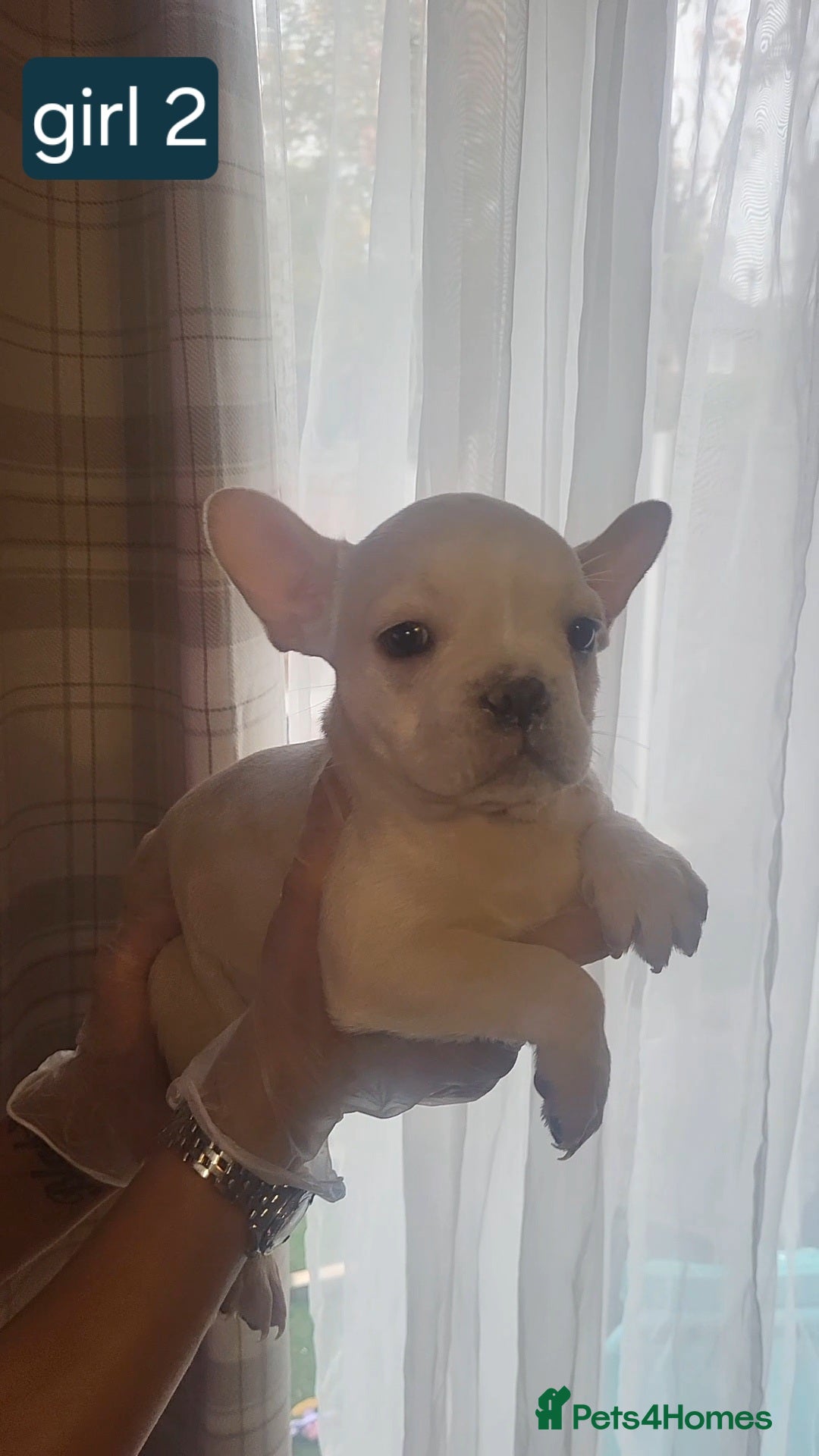 French Bulldog dogs for sale: New shade french bulldogs - Advert 30