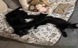 Ragamese cats for sale: Kitten - Advert 1