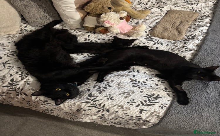 Ragamese cats Kitten - Advert 1