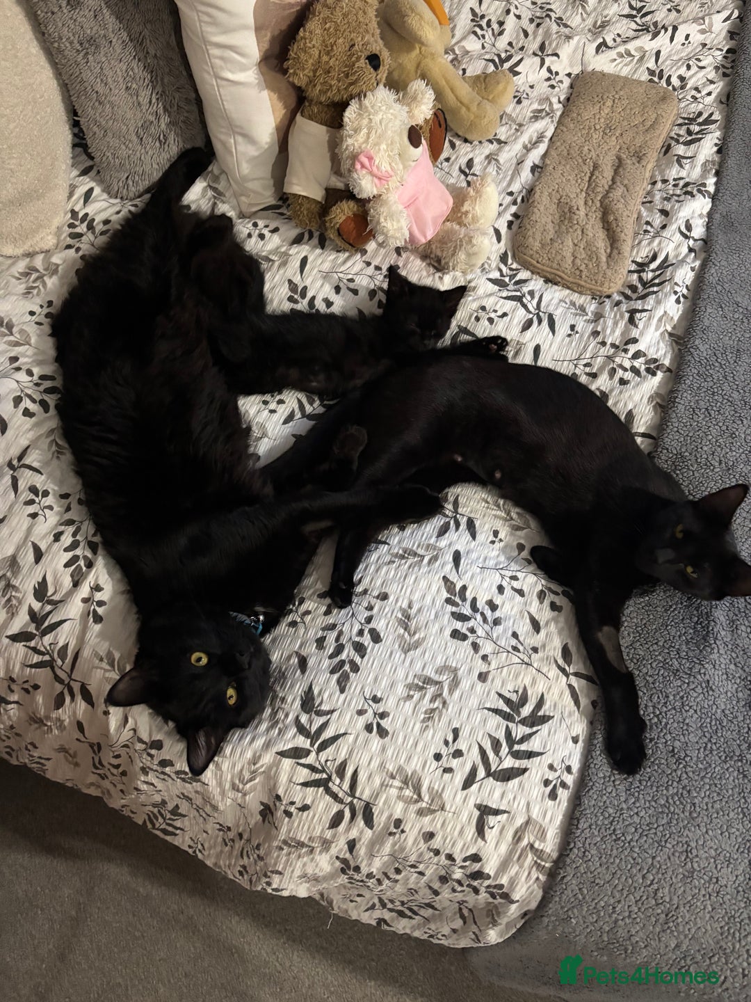 Ragamese cats for sale: Kitten - Advert 1