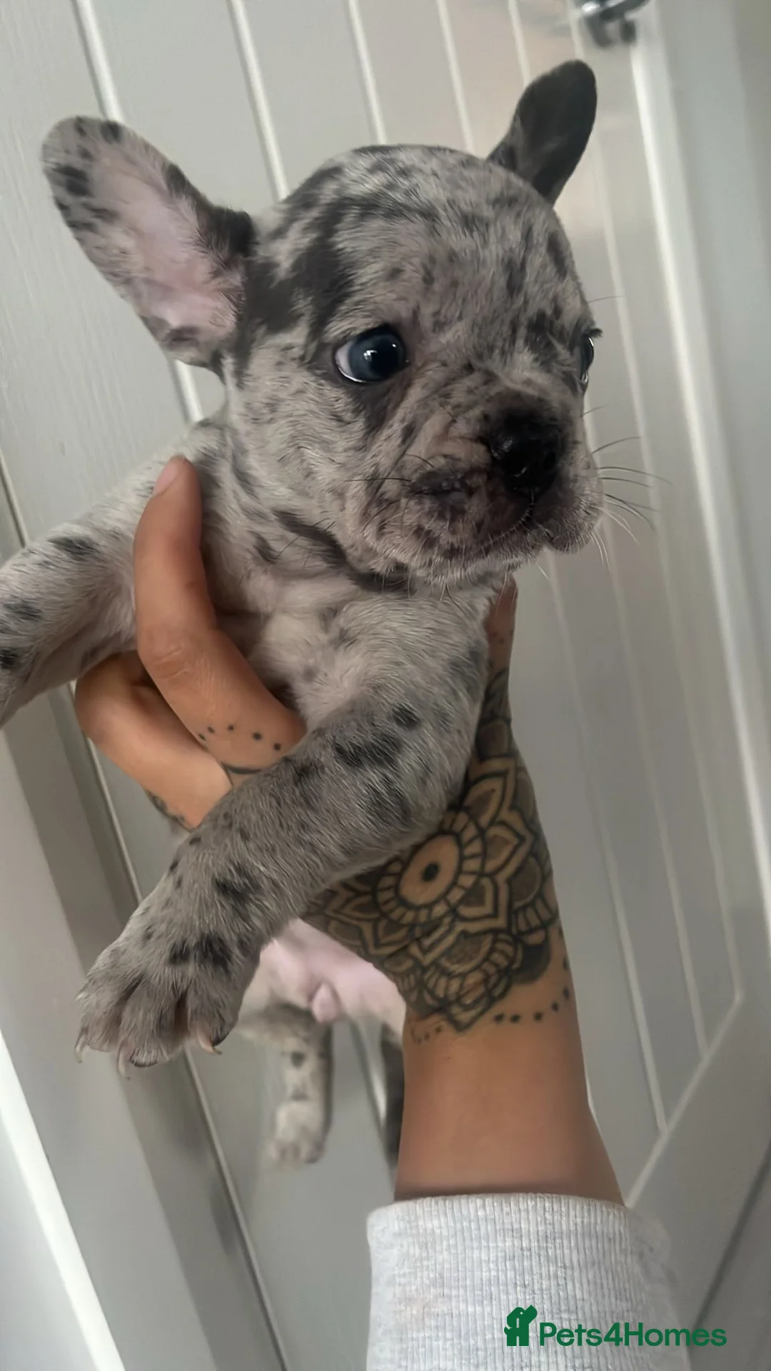 French Bulldog dogs for stud: Stunning blue merle 2year old stud - PROVEN in Lichfield - Advert 29