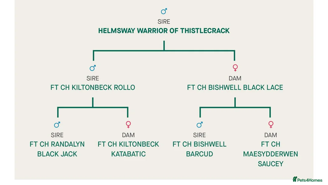 Cocker Spaniel dogs for stud: Superb working cocker stud at Thistlecrack Gundogs in New Milton - Advert 2