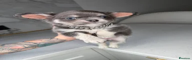 Chihuahua 1