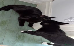 Domestic Shorthair cats for sale: Bonded  male cats  - Image 5