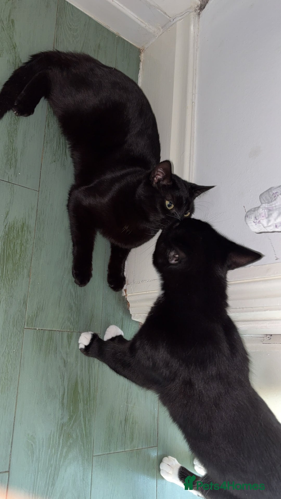 Domestic Shorthair cats for sale: Bonded  male cats  - Image 5