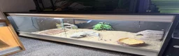 Lizard reptiles for sale: Male eastern collared lizard crotaphytus collaris  in Aberdeen - Advert 4