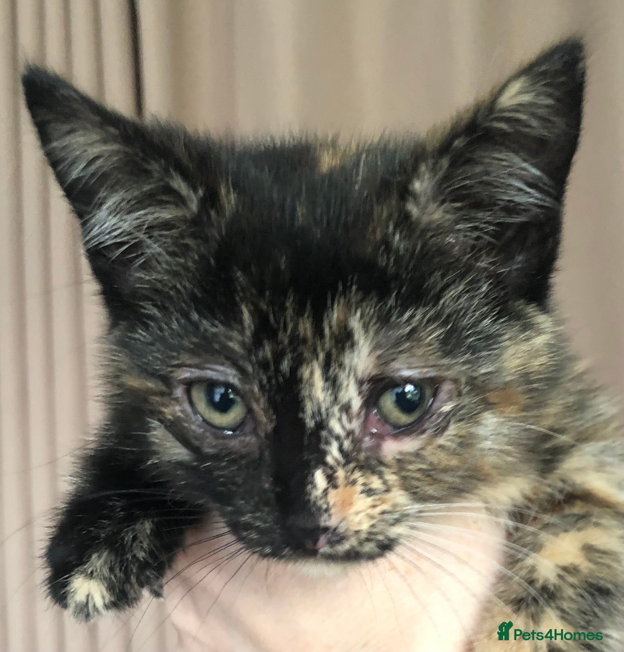 Mixed Breed cats 2 Female & 1 Male Kittens, Available Now - Advert 1