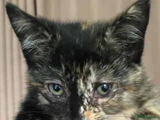 Mixed Breed cats 2 Female & 1 Male Kittens, Available Now - Advert 1