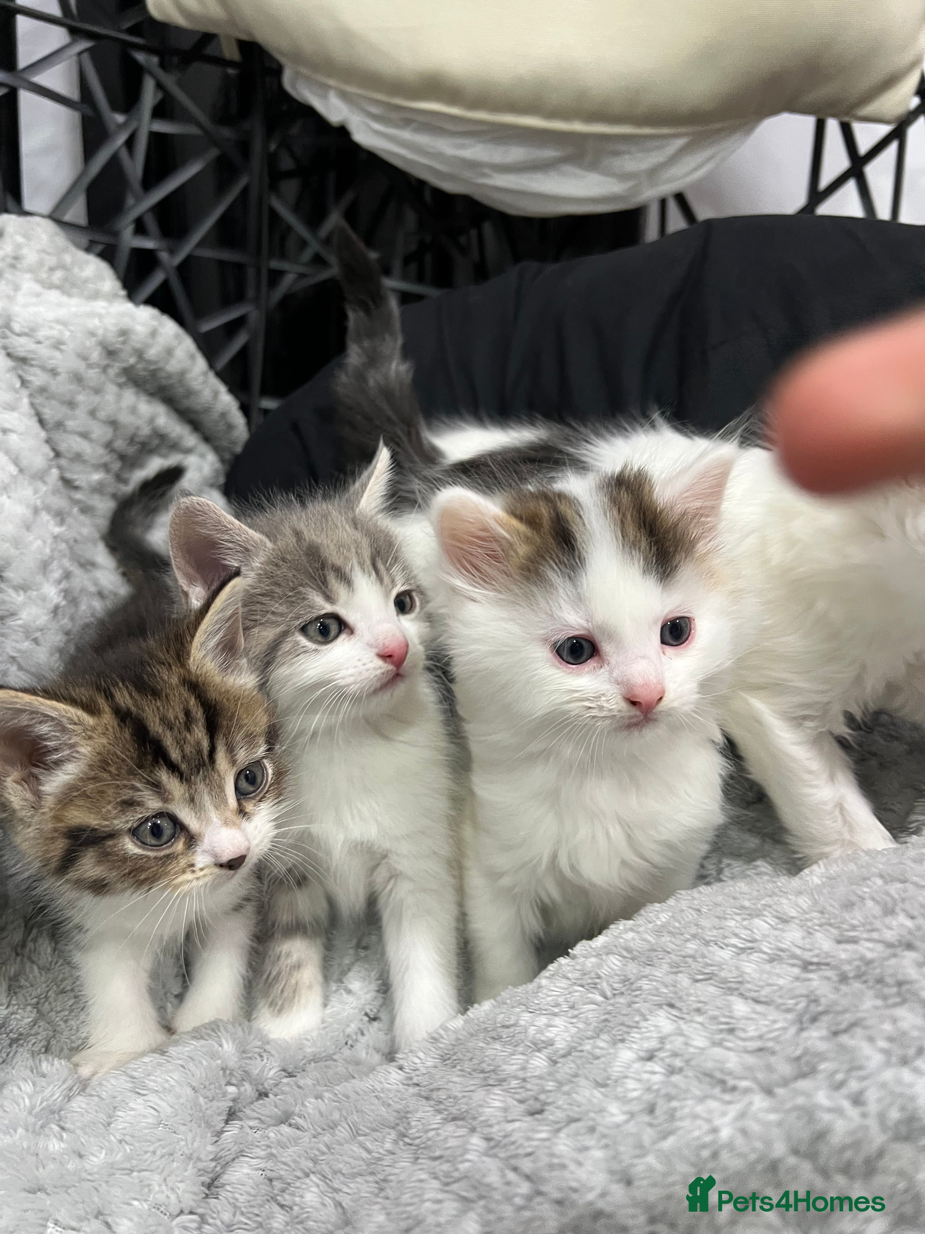 British Longhair cats STUNNING KITTENS LOOKING FOR A FOREVER HOME - Advert 1