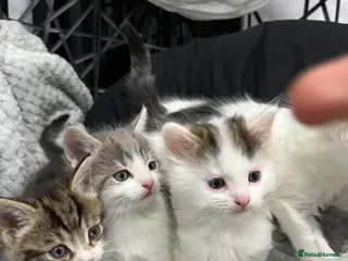 British Longhair cats STUNNING KITTENS LOOKING FOR A FOREVER HOME - Advert 1