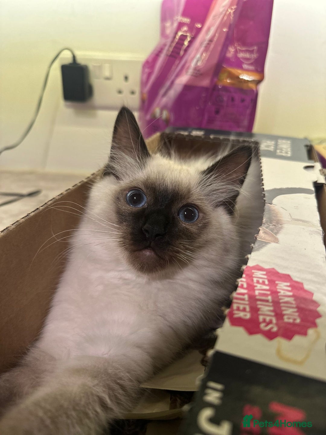 Ragdoll cats for sale: Reduced Full Ragdoll only 1 left!!!! - Image 5
