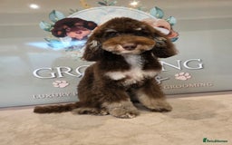 Mixed Breed dogs for sale: Toy/minture poodle  - Advert 2