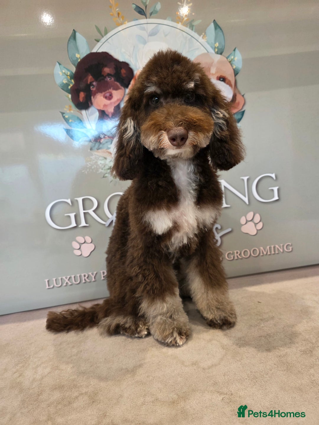 Mixed Breed dogs for sale: Toy/minture poodle  - Advert 2